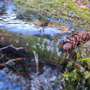 namelessowlxx avatar