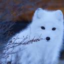 namelessprotogen avatar