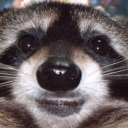 namelessraccoon avatar