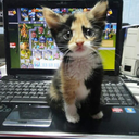 nameofthewind avatar