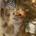 namingthestarsinthesky avatar