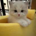 nanadoongie-nana avatar