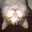 nancybelova-blog avatar