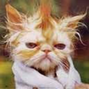 nancyhollands avatar