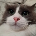 nandosplush13 avatar