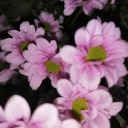 nanet-corbeels avatar