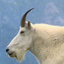 nangoat avatar