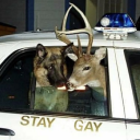 napaholic-ivy avatar