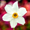 narcissism-positivity avatar