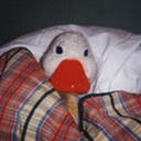 narcissisticdog avatar