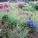 narcissistindenial avatar