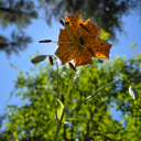 narcissusnectar avatar