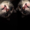 narukio-duckyou avatar