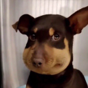 narut-oh-shit avatar