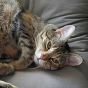 narwhal-writings avatar