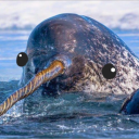 narwhalsarefake avatar