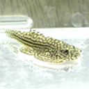 nasprawlingloach avatar