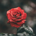 nastybabymeet avatar