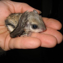 nastycheburek avatar