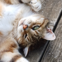 nat-tries-art avatar