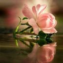 natalielikesbart avatar