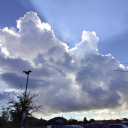 national-lemon-association avatar