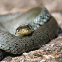 natrix-natrix avatar