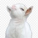 natural---instincts avatar