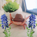 natural-blue-26 avatar