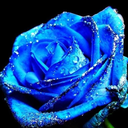 naturalaestheticsoflife avatar