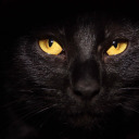 naturalbornesinner avatar