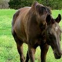 naturalequestrian avatar