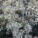 naturalgreekdilf avatar