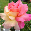 naturally-inlove avatar