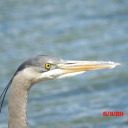 naturallybirbs avatar