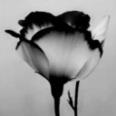 naturallyneverending avatar