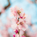 naturalvision avatar