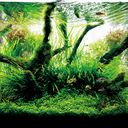 nature-aquarium avatar