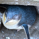 nature-nature-nature avatar