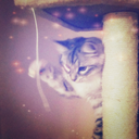 nature-of-meow avatar