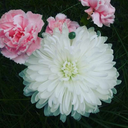 nature-sprite avatar