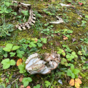 naturefreakart avatar