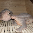 naturegivenflesh avatar