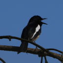 naturelovetheta avatar