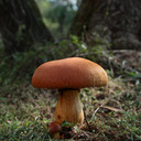 naturenymph69 avatar