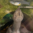 natureofthefungi avatar