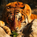 naturepersonworld avatar