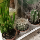 naturephotsblog avatar