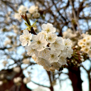 naturestheway22 avatar