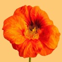 naughtyhottiesworld avatar